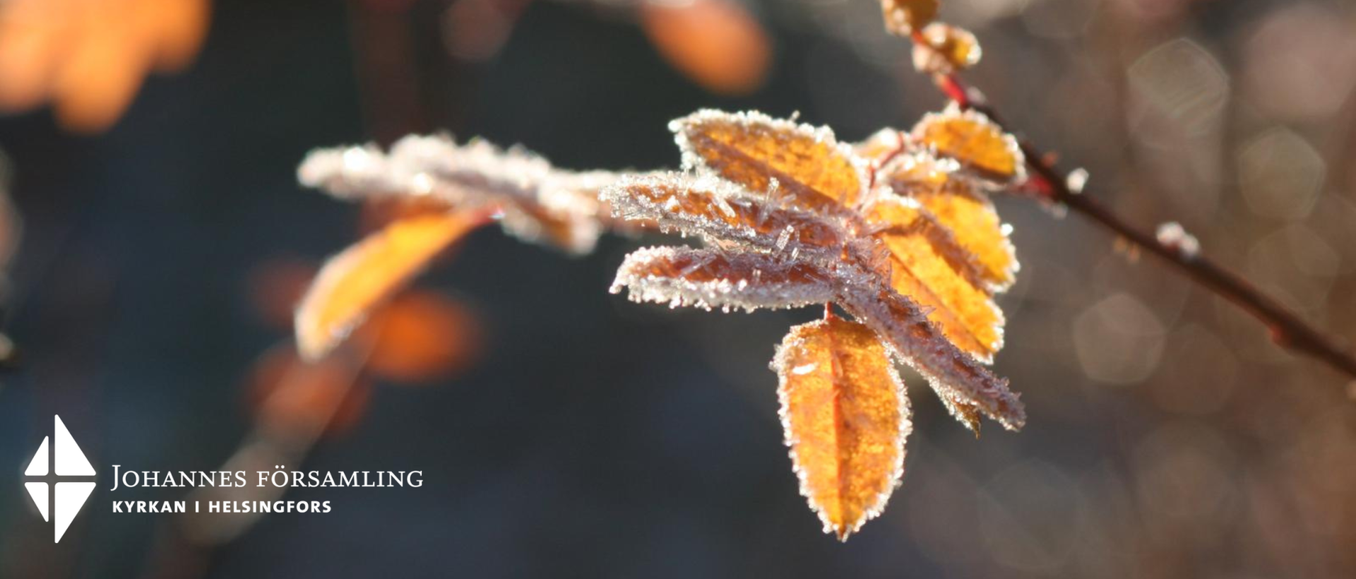 Gula blad i frost och motljus